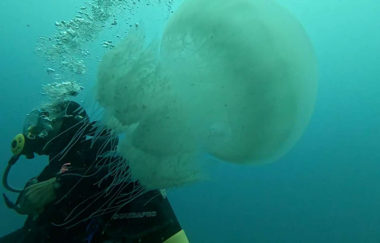 Antalyalı Balıkçıların Kabusu Oldu 12